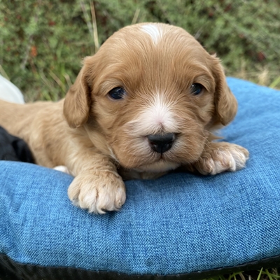 cavoodle breeder sydney canberra