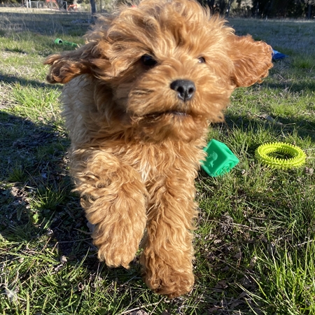 cavoodle breeder sydney canberra