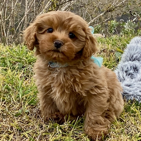 cavoodle puppy